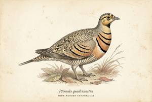 Four-banded Sandgrouse illustration
