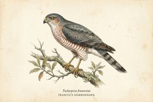 Frances's Sparrowhawk illustration