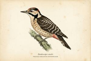 Freckle-breasted Woodpecker illustration