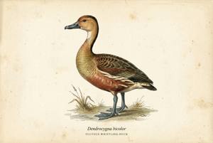 Fulvous Whistling-Duck illustration