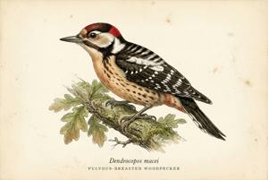 Fulvous-breasted Woodpecker illustration