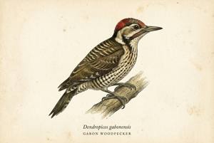 Gabon Woodpecker illustration
