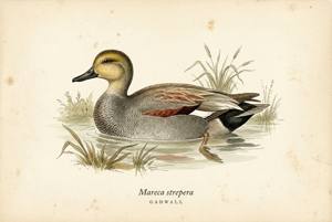 Gadwall illustration