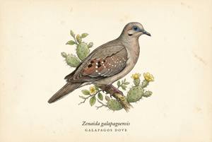Galapagos Dove illustration