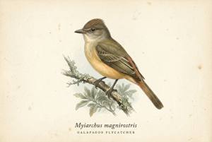 Galapagos Flycatcher illustration