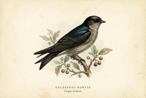 Galapagos Martin illustration