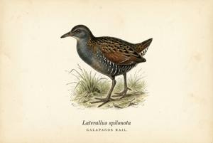 Galapagos Rail illustration