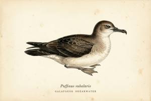 Galapagos Shearwater illustration