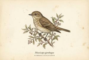 Gambaga Flycatcher illustration