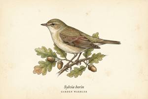 Garden Warbler illustration