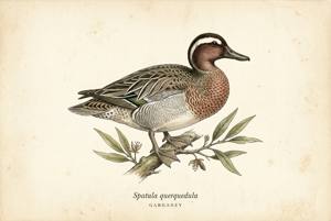 Garganey illustration