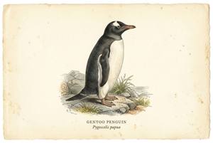 Gentoo Penguin illustration