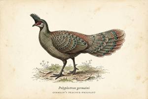 Germain's Peacock-Pheasant illustration
