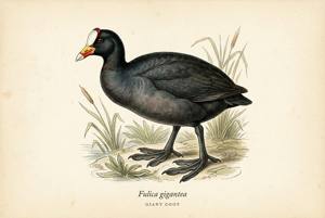 Giant Coot illustration