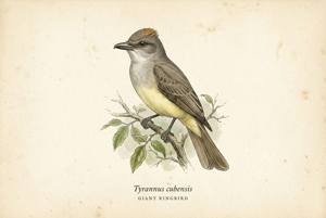 Giant Kingbird illustration