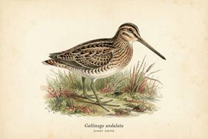 Giant Snipe illustration