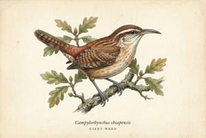 Giant Wren illustration