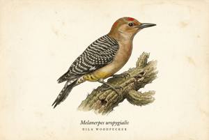 Gila Woodpecker illustration