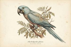 Glaucous Macaw illustration