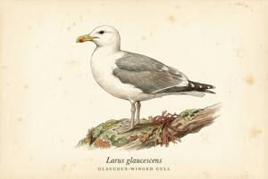 Glaucous-winged Gull illustration