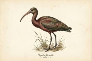 Glossy Ibis illustration