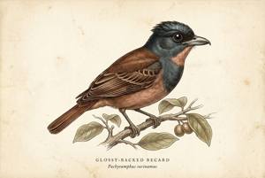 Glossy-backed Becard illustration