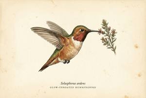 Glow-throated Hummingbird illustration