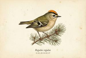Goldcrest illustration