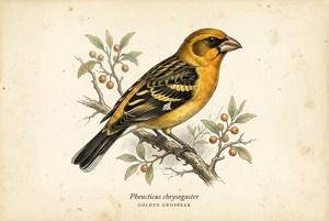 Golden Grosbeak illustration