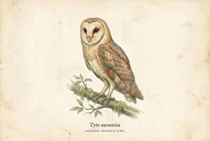 Golden Masked-Owl illustration