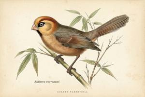 Golden Parrotbill illustration