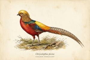Golden Pheasant illustration