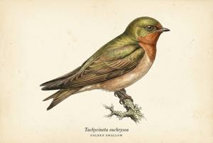 Golden Swallow illustration