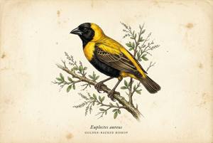 Golden-backed Bishop illustration