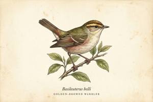 Golden-browed Warbler illustration