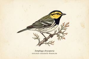 Golden-cheeked Warbler illustration