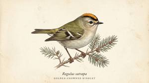 Golden-crowned Kinglet illustration