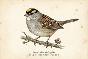 Golden-crowned Sparrow illustration