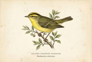 Golden-crowned Warbler illustration