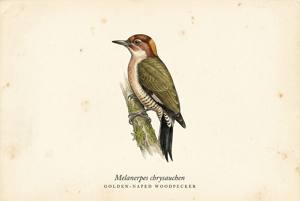 Golden-naped Woodpecker illustration