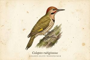 Golden-olive Woodpecker illustration