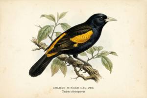 Golden-winged Cacique illustration