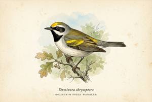 Golden-winged Warbler illustration