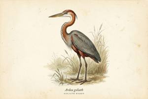 Goliath Heron illustration