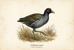 Gough Moorhen illustration