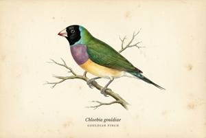 Gouldian Finch illustration