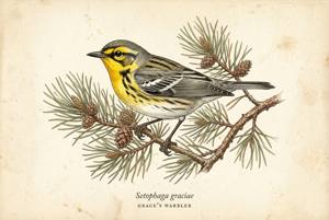 Grace's Warbler illustration