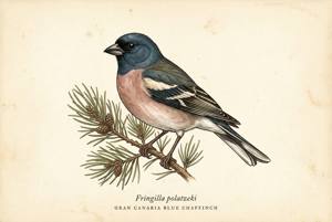 Gran Canaria Blue Chaffinch illustration