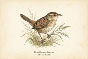 Grass Wren illustration