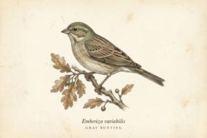 Gray Bunting illustration